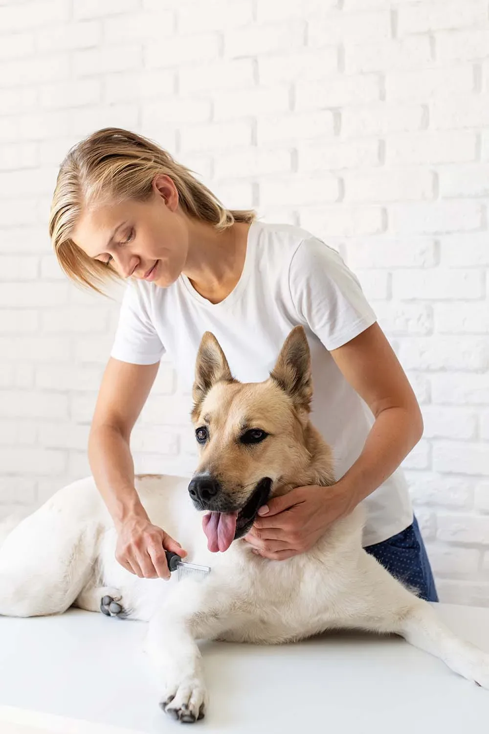 pet-care-concept-young-blond-woman-grooming-her-m-U6GGDWD